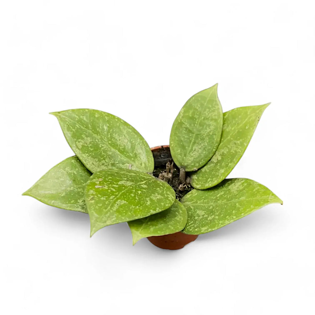 Hoya verticillata 'N-Splash' potted plant in nursery pot on white background.
