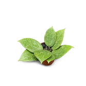 Hoya verticillata 'N-Splash' potted plant in nursery pot on white background.