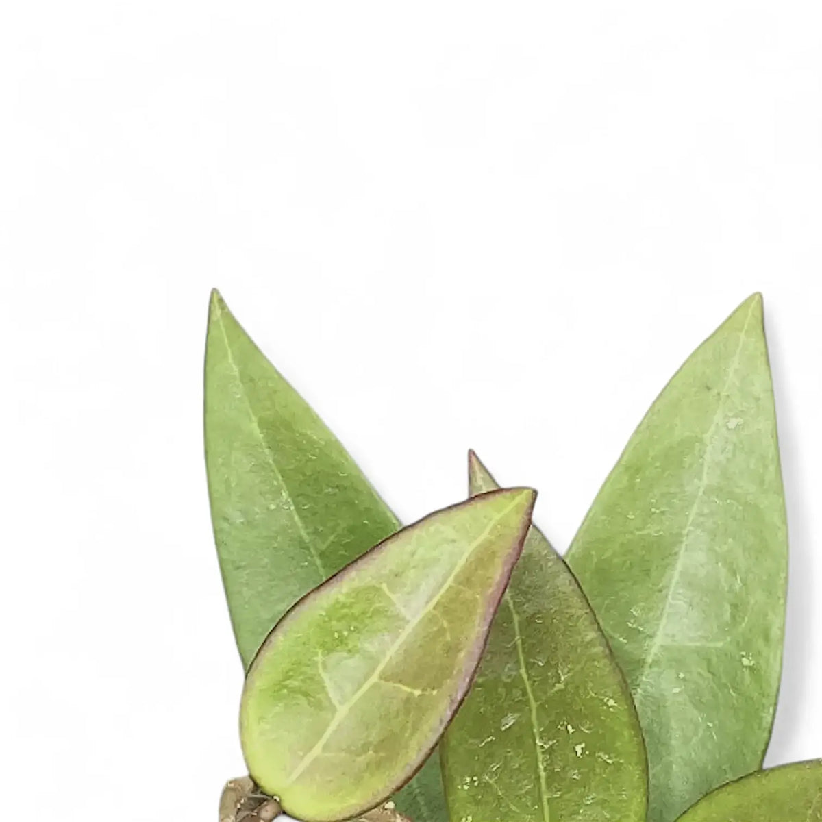 Hoya verticillata 'Red leaf' aka 'Spoon leaf' – Blattdetail vor weißem Hintergrund..
