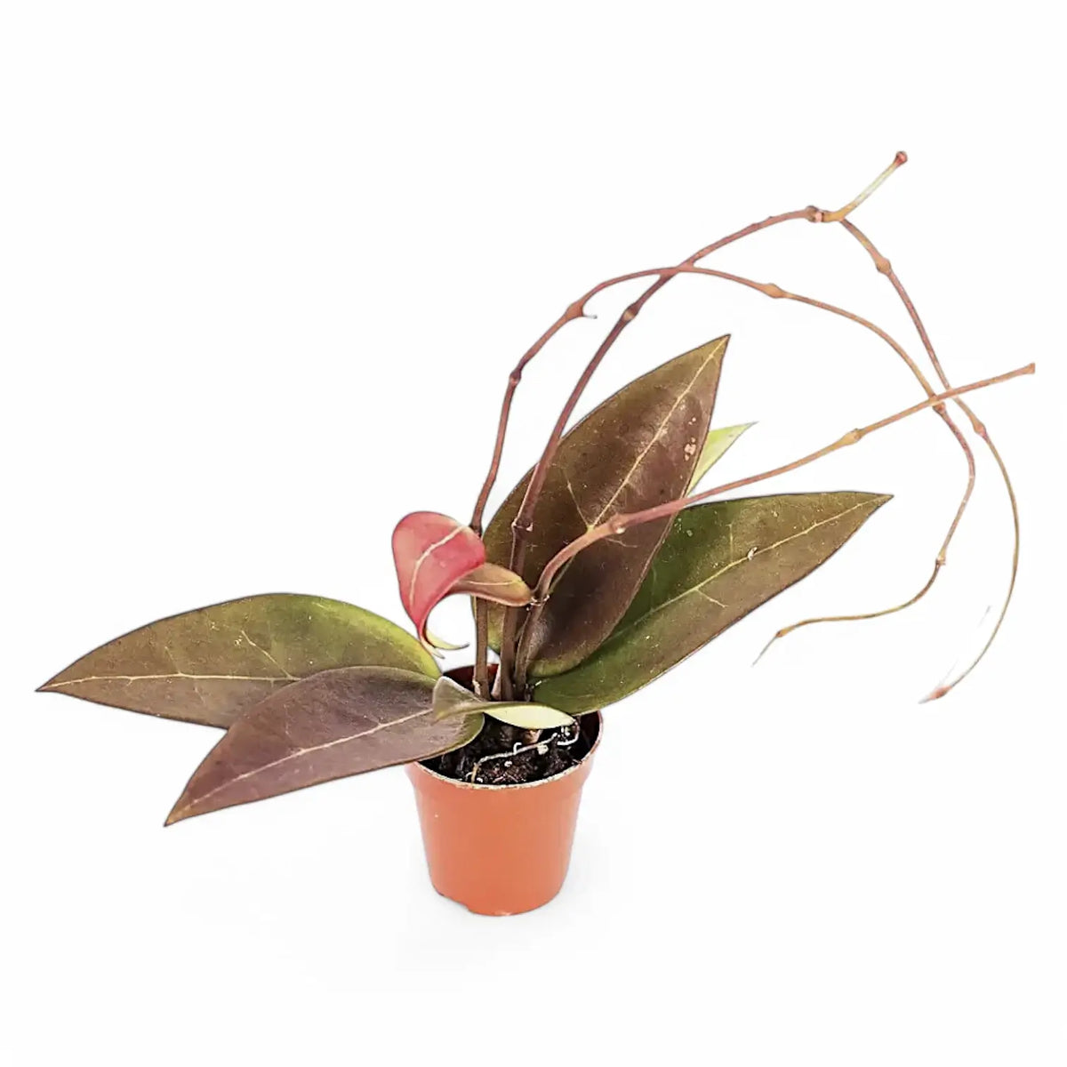 Hoya verticillata 'Red leaf' aka 'Spoon leaf' Zimmerpflanze im Anzuchttopf vor weißem Hintergrund, Produktfoto 2.