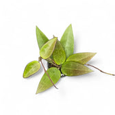 Hoya verticillata 'Red leaf' aka 'Spoon leaf' Zimmerpflanze im Anzuchttopf vor weißem Hintergrund, Produktfoto 4.
