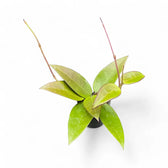 Hoya verticillata 'Red leaf' aka 'Spoon leaf' Zimmerpflanze im Anzuchttopf vor weißem Hintergrund, Produktfoto 5.