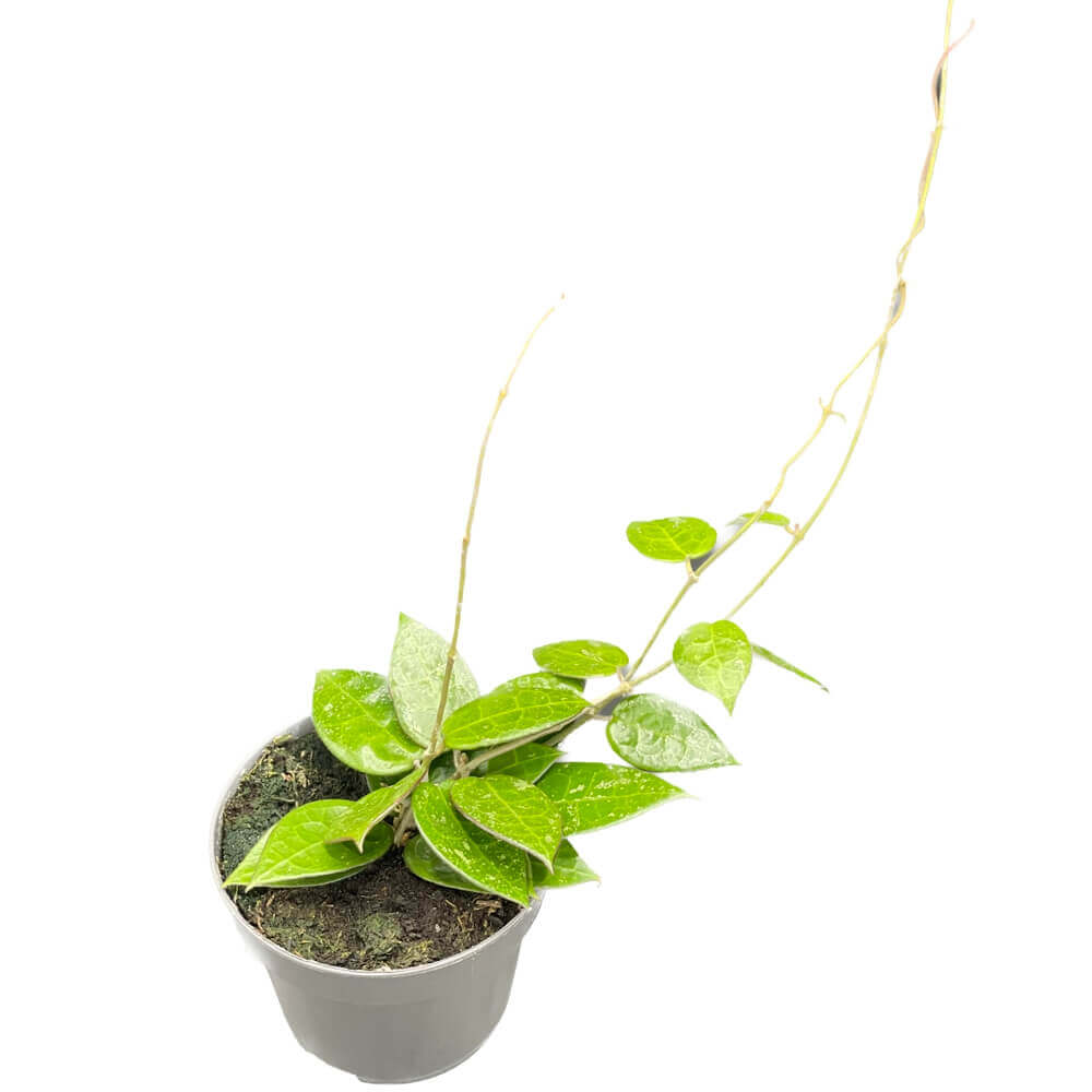 Hoya verticillata var. verticillata 'Black Edge' ('Black Margin') potted plant in nursery pot on white background.