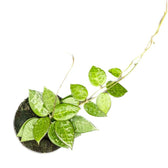 Hoya verticillata var. verticillata 'Black Edge' ('Black Margin') potted plant in nursery pot on white background.