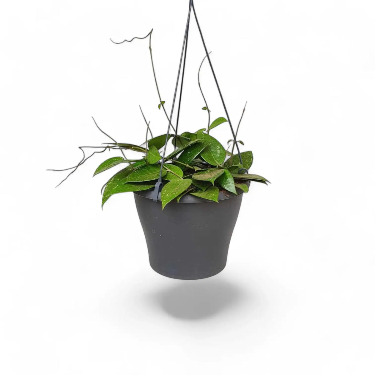 Hoya verticillata var. verticillata 'Black Edge' ('Black Margin') potted plant in nursery pot on white background.