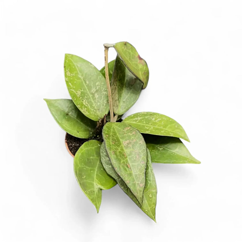 Hoya verticillata var. verticillata 'Pink Splash' potted plant in nursery pot on white background.