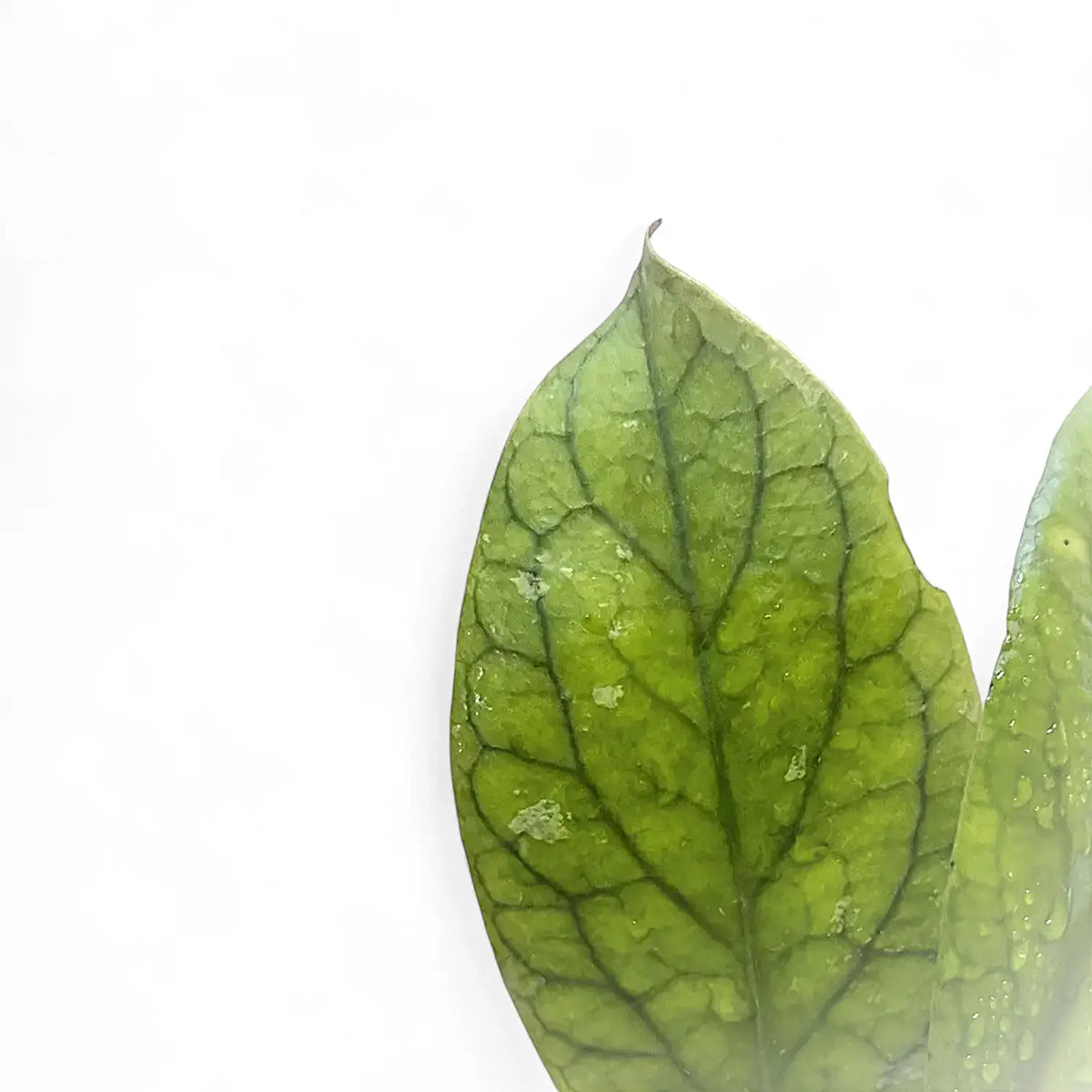 Hoya vitellinoides – Blattdetail vor weißem Hintergrund..