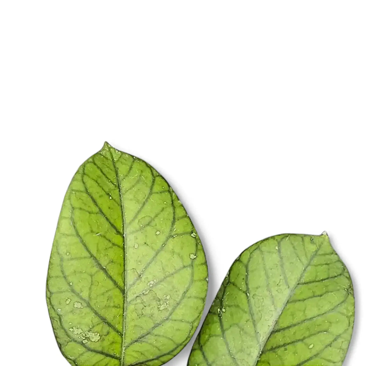 Hoya vitellinoides Zimmerpflanze im Anzuchttopf vor weißem Hintergrund, Produktfoto 2.