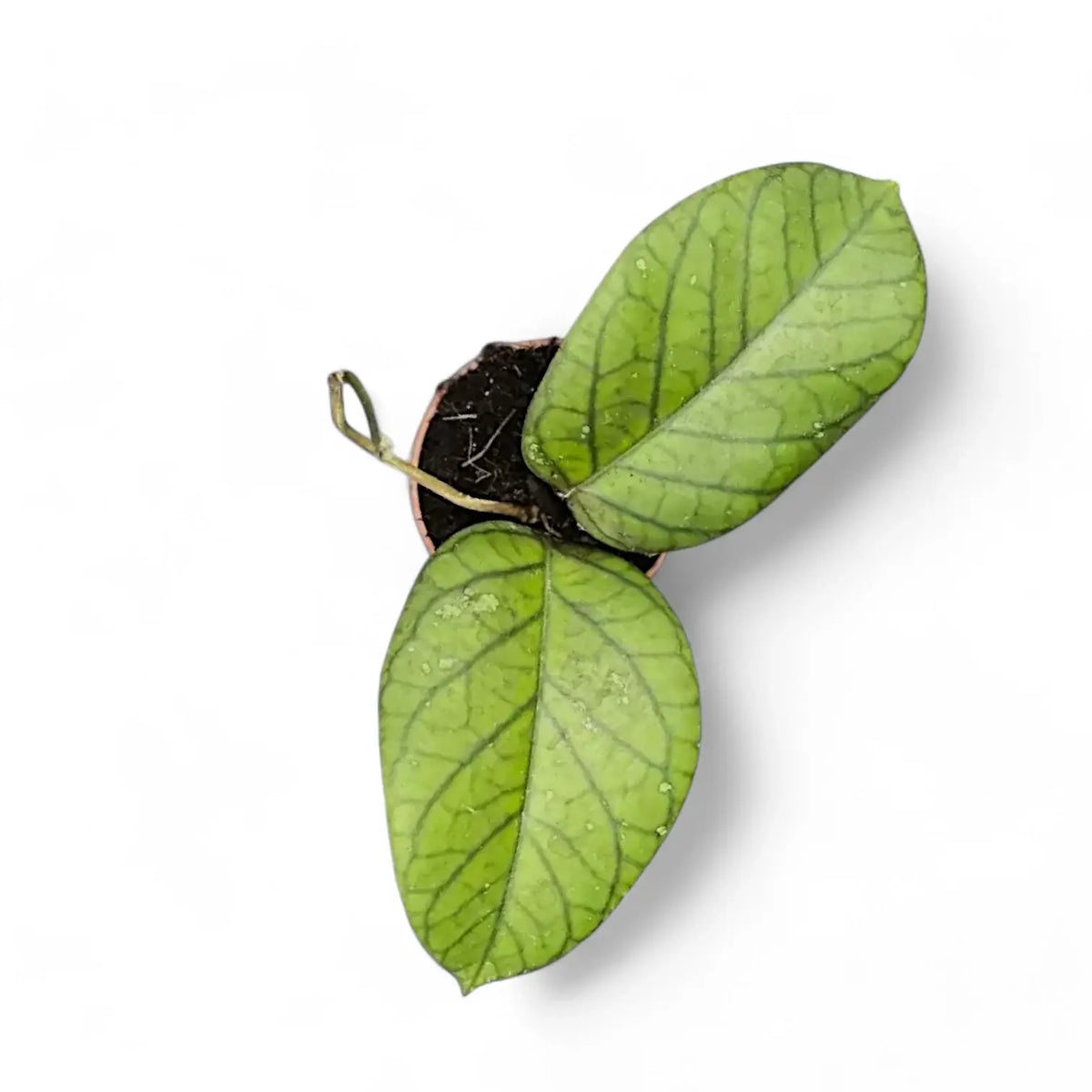 Hoya vitellinoides Zimmerpflanze im Anzuchttopf vor weißem Hintergrund, Produktfoto 3.