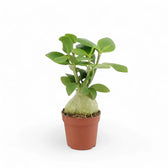 Hydnophytum moseleyanum potted plant in nursery pot on white background.