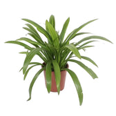 Hymenocallis speciosa potted plant in nursery pot on white background.