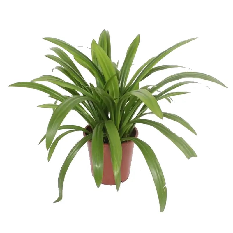 Hymenocallis speciosa potted plant in nursery pot on white background.