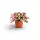 Pink Hypoestes phyllostachya baby plant in a nursery pot.
