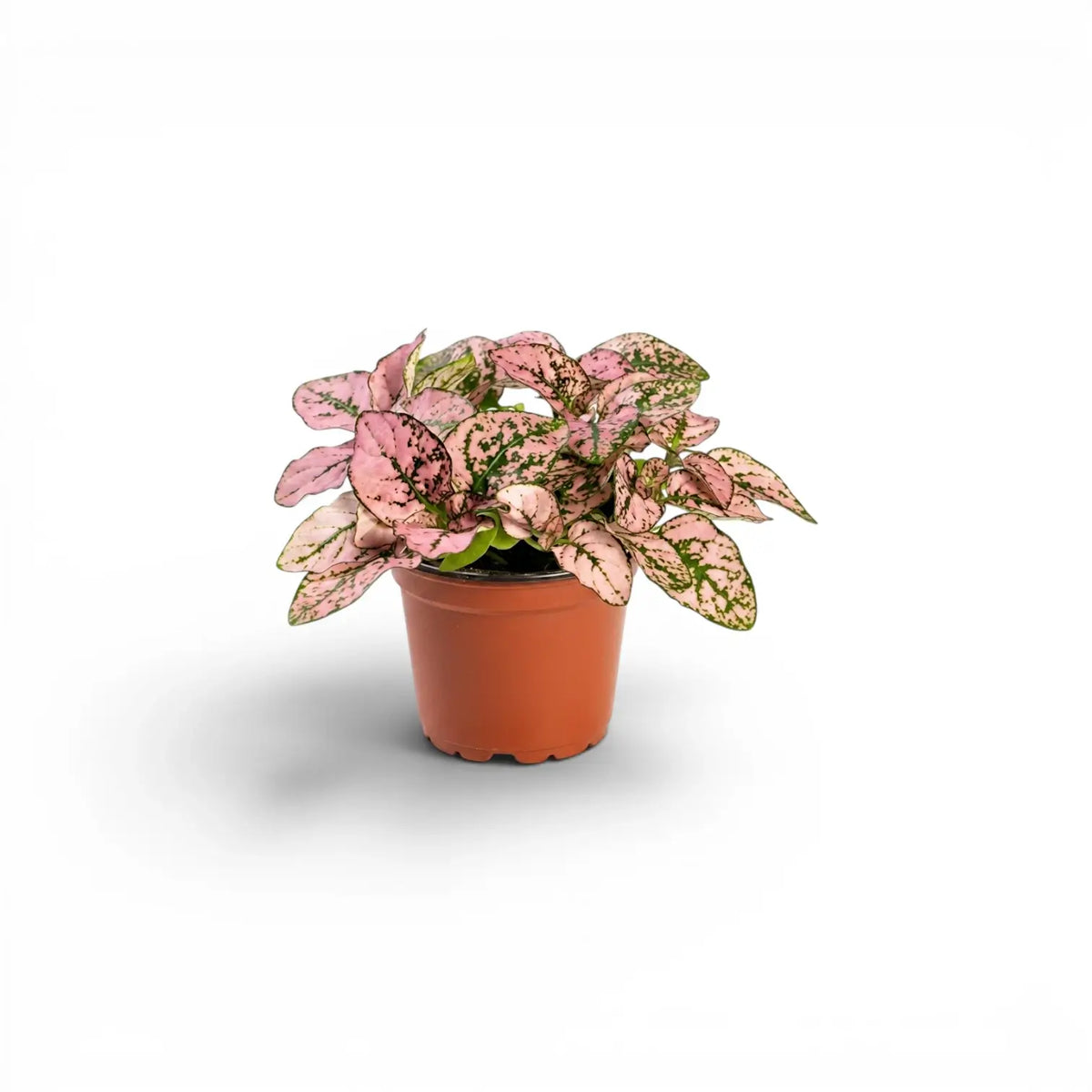 Pink Hypoestes phyllostachya baby plant in a nursery pot.