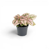 Pink Hypoestes phyllostachya baby plant in a nursery pot