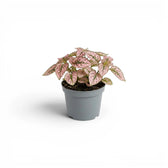 Pink Hypoestes phyllostachya baby plant in a nursery pot.