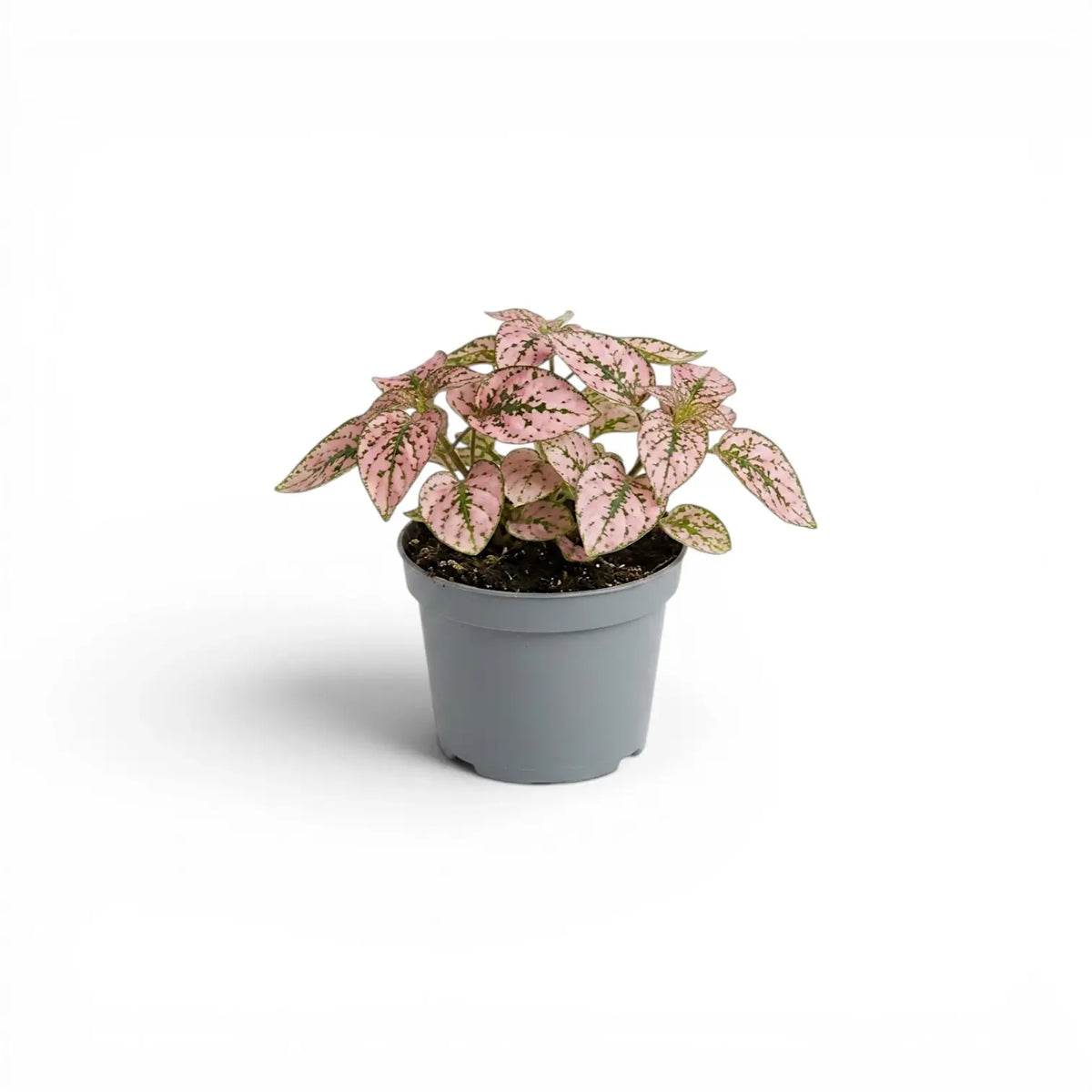 Pink Hypoestes phyllostachya baby plant in a nursery pot.