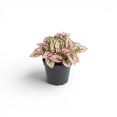 Pink Hypoestes phyllostachya baby plant in a nursery pot.