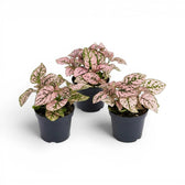 Pink Hypoestes phyllostachya baby plant in a nursery pot.