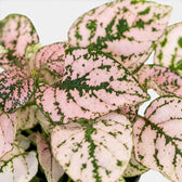 Close-up of pink Hypoestes phyllostachya leaves.