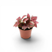 Red Hypoestes phyllostachya baby plant in a nursery pot