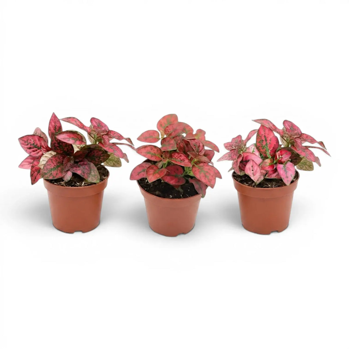 Rote Hypoestes phyllostachya Baby-Pflanze im Kulturtopf.