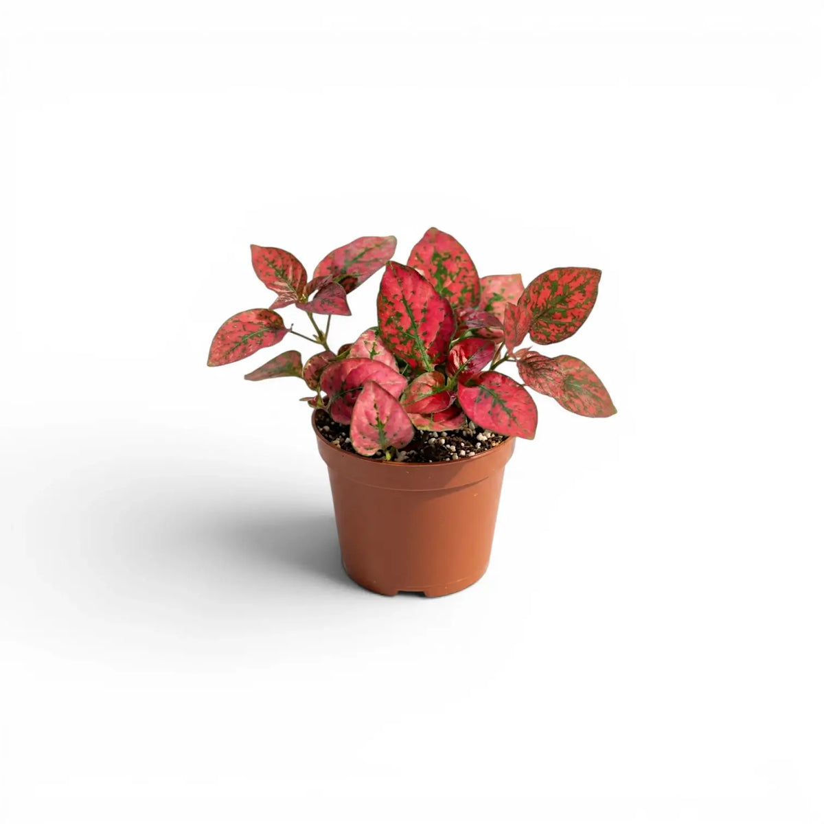 Rote Hypoestes phyllostachya Baby-Pflanze im Kulturtopf.