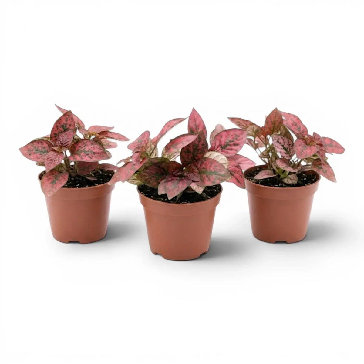 Rote Hypoestes phyllostachya Baby-Pflanze im Kulturtopf.