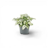 White Hypoestes phyllostachya baby plant in a nursery pot.