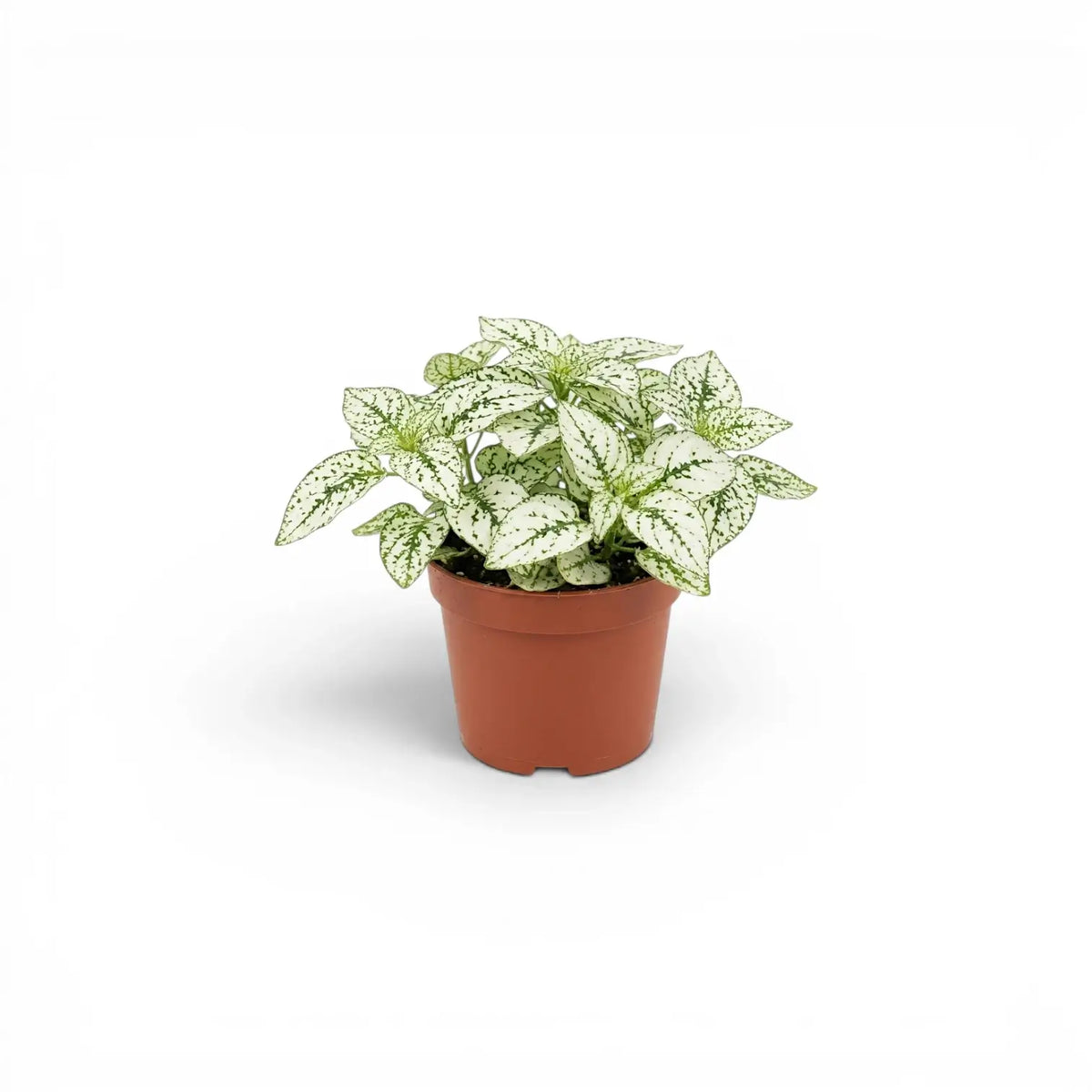 White Hypoestes phyllostachya baby plant in a nursery pot.