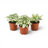 White Hypoestes phyllostachya baby plant in a nursery pot.