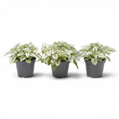 White Hypoestes phyllostachya baby plant in a nursery pot.
