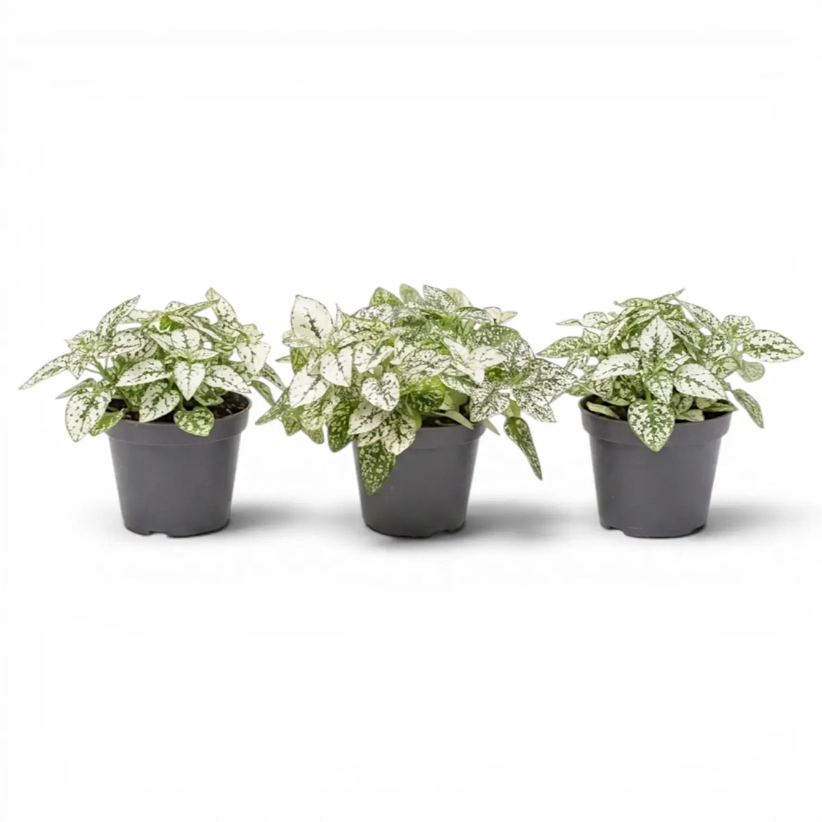 White Hypoestes phyllostachya baby plant in a nursery pot.