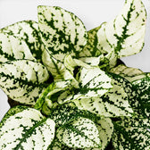 Close-up of white Hypoestes phyllostachya leaves.