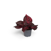Baby Iresine ‘Rich Redstar’ showing compact burgundy foliage and red-purple stems