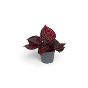 Baby Iresine ‘Rich Redstar’ showing compact burgundy foliage and red-purple stems