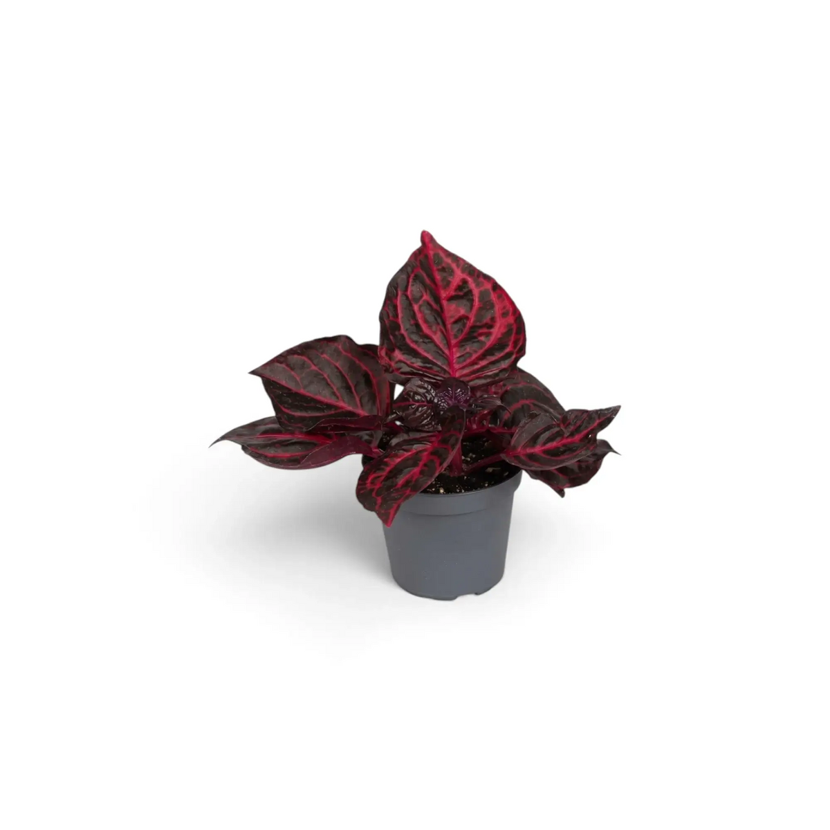 Baby Iresine ‘Rich Redstar’ showing compact burgundy foliage and red-purple stems