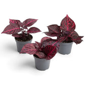 Small Iresine ‘Rich Redstar’ in a nursery pot, with oval red leaves and pronounced veins