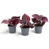 Young Bloodleaf ‘Rich Redstar’ showing deep red to burgundy foliage on upright stems