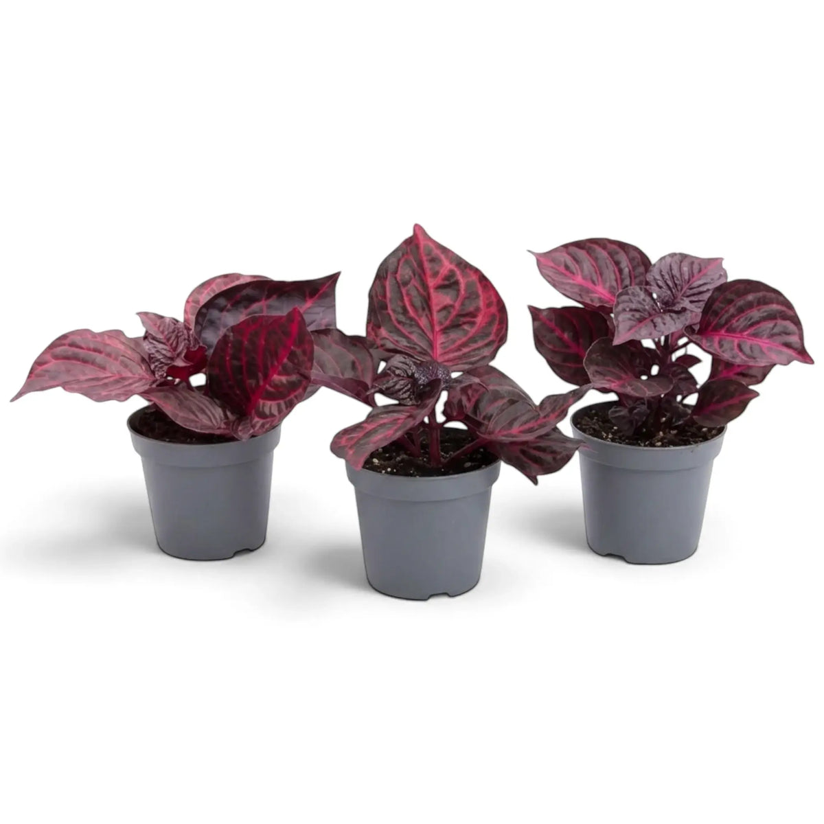 Young Bloodleaf ‘Rich Redstar’ showing deep red to burgundy foliage on upright stems