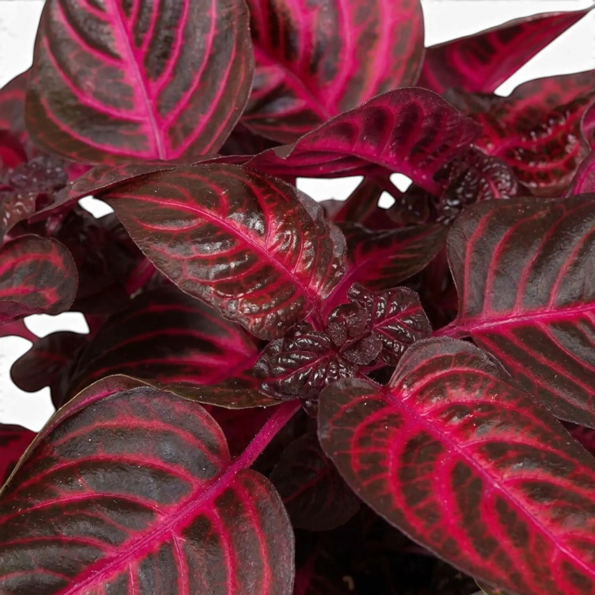 Close-up of Iresine ‘Rich Redstar’ foliage with glossy deep-red leaves and pronounced veins