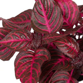 Close-up of Bloodleaf ‘Rich Redstar’ showing deep red leaves and red-purple stems