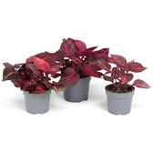 Iresine diffusa f. herbstii ‘Rich Redstar’ (‘Bloodleaf’) in a nursery pot with deep red foliage and red-purple stems