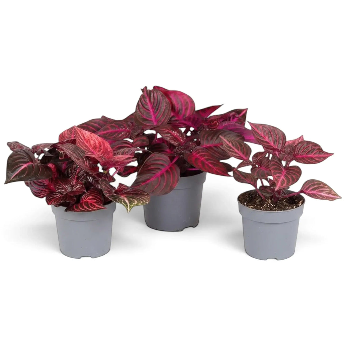 Iresine diffusa f. herbstii ‘Rich Redstar’ (‘Bloodleaf’) in a nursery pot with deep red foliage and red-purple stems