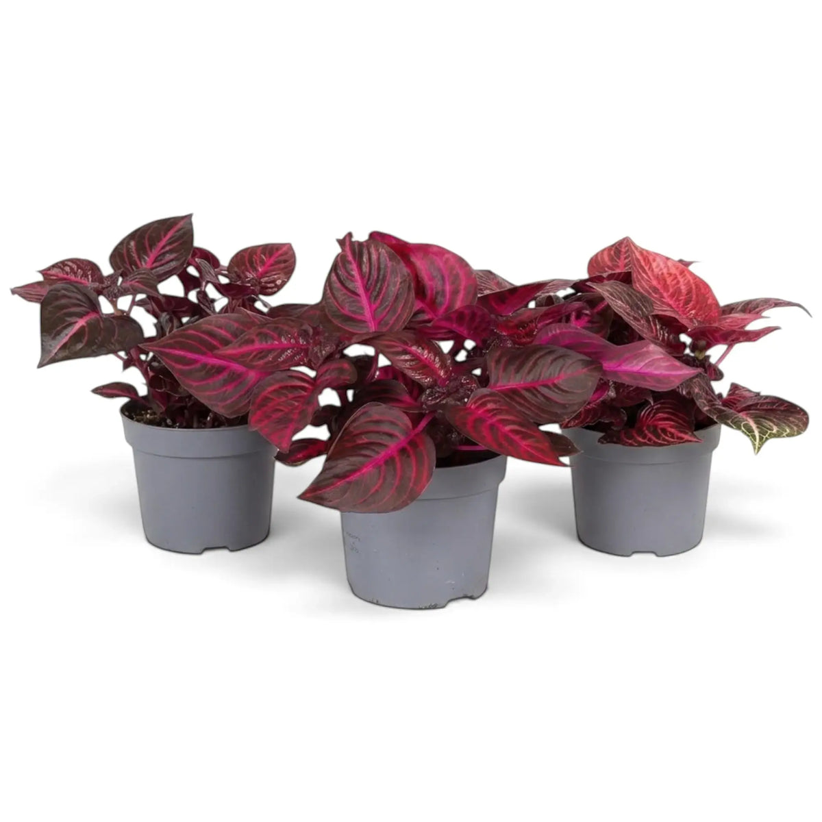 Potted Iresine ‘Rich Redstar’ showing upright bushy growth and glossy burgundy leaves