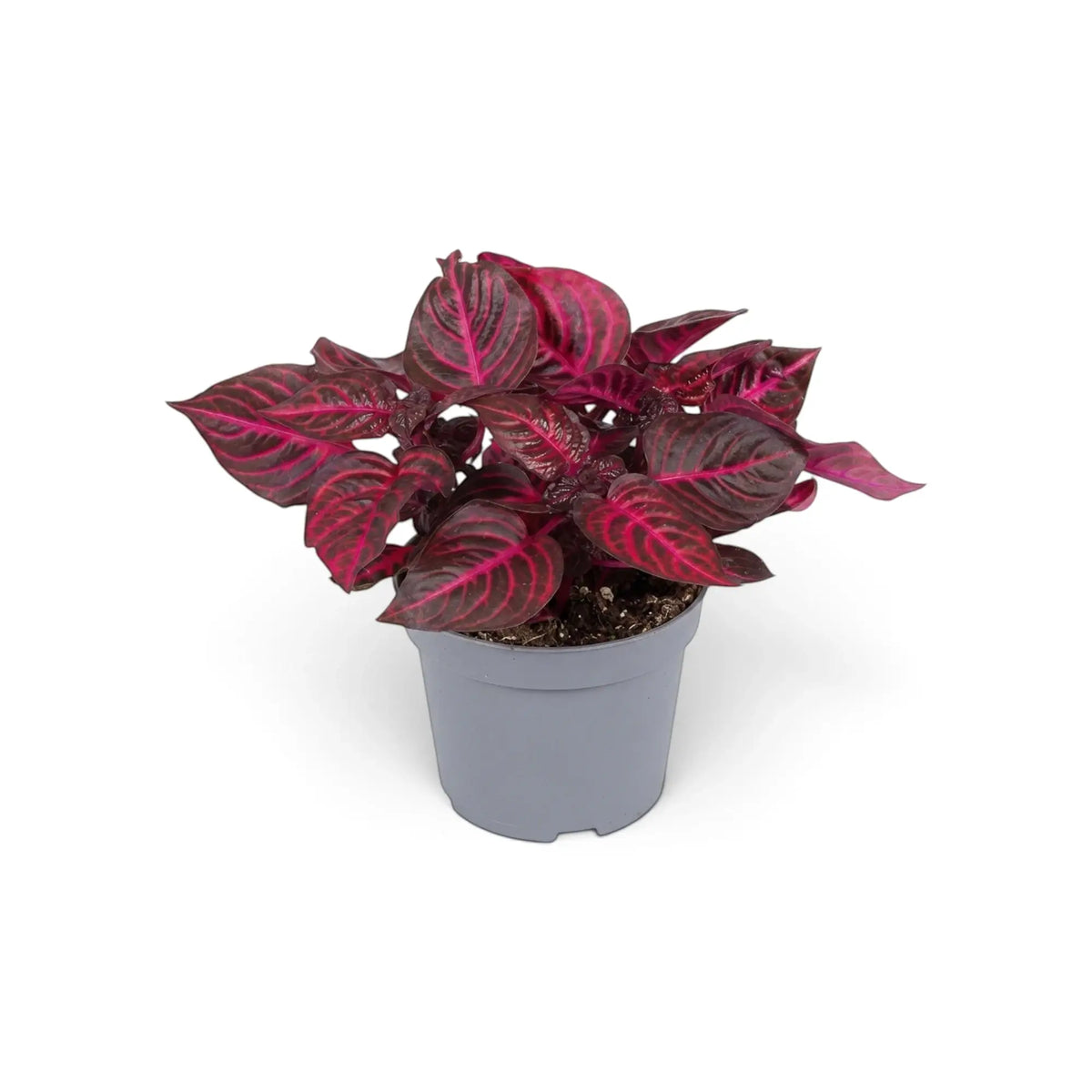 Iresine ‘Rich Redstar’ full plant with dense deep-red leaves and red-purple stems