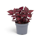 Iresine ‘Rich Redstar’ (Bloodleaf) in a nursery pot, showing deep red to burgundy foliage
