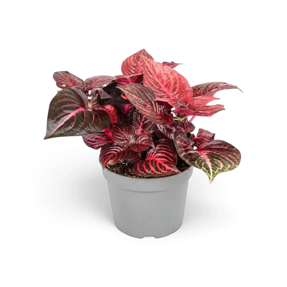 Potted Iresine ‘Rich Redstar’ with oval red leaves, pronounced veins and red-purple stems