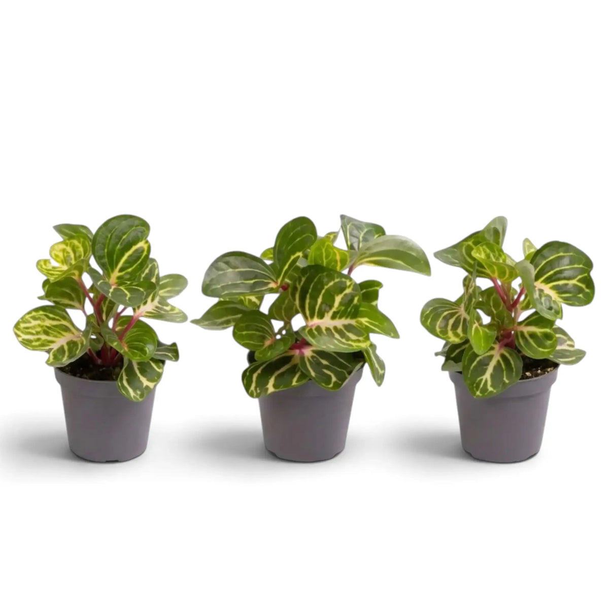 Three baby Iresine diffusa f. herbstii ‘Rich Goldstar’ plants in grey pots with gold-veined green foliage