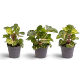 Three baby Iresine diffusa f. herbstii ‘Rich Goldstar’ plants side by side with green leaves and yellow-gold veining